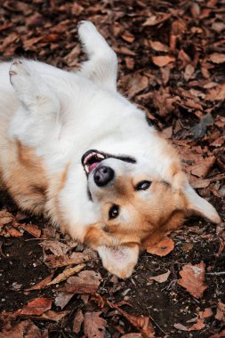 Büyüleyici kırmızı Galli Corgi Pembroke sonbahar sarısı yaprakları ormandaki açıklıkta yatıyor ve gülümsüyor. Şirin köpek cinsi tilki gibidir. İngiliz çoban köpeği.