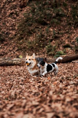 Pürüzsüz saçlı Jack Russell Terrier ve alımlı genç Galli Corgi Pembroke üç renkli renk sonbahar ormanlarında koşuyor ve topla oynuyor. İki İngiliz köpeği birlikte avlanır ve sürü güder..