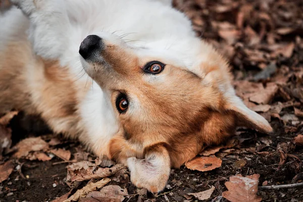 Incantevole Rosso Gallese Corgi Pembroke Trova Autunno Foglie Gialle Nella — Foto Stock