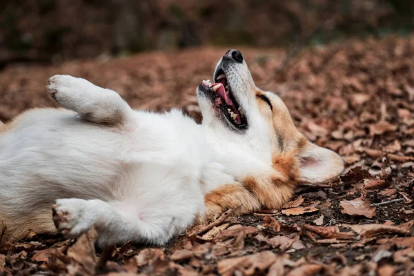 Charmiga Röda Walesiska Corgi Pembroke Ligger Höst Gula Blad Skogen — Stockfoto