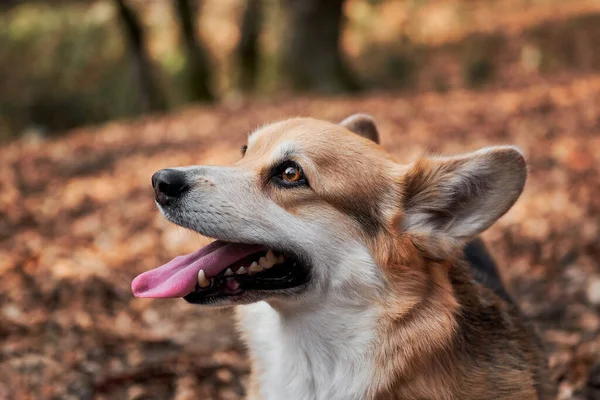 Nahaufnahme Porträt Des Charmanten Pembroke Welsh Corgi Spaziergang Mit Hund — Stockfoto