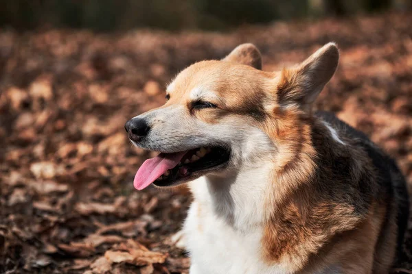 接近迷人的彭布罗克威尔士科尔吉的肖像 在森林新鲜的空气中和狗一起在大自然中散步 英国牧羊犬品种是世界上最小的 — 图库照片