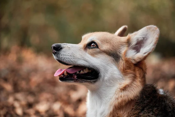 Close Portrait Charming Pembroke Welsh Corgi Walk Dog Nature Fresh — Stock Photo, Image