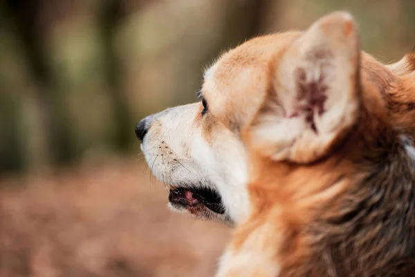 Закрыть Портрет Очаровательного Пемброка Валлийского Корги Прогулка Собакой Природе Свежем — стоковое фото