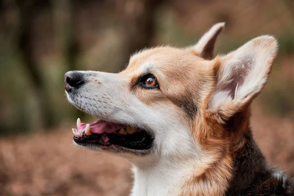 Közelíts Bájos Pembroke Welsh Corgi Portréjára Sétáljon Kutyával Természetben Friss — Stock Fotó