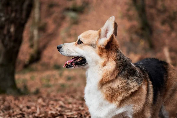 Nahaufnahme Porträt Des Charmanten Pembroke Welsh Corgi Spaziergang Mit Hund — Stockfoto