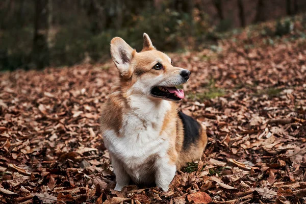 Pembroke Tricolor Welsh Corgi Siede Nei Boschi Autunno Foglie Gialle — Foto Stock