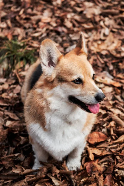 Pembroke Tricolor Welsh Corgi Sits Woods Autumn Yellow Leaves Smiles — Stock Photo, Image