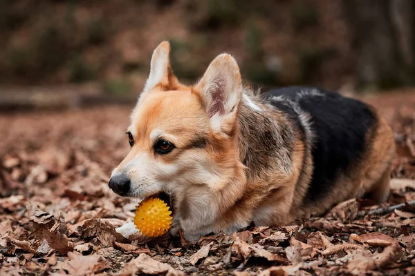 Pembroke Tricolor Galés Corgi Encuentra Bosque Amarillo Hojas Secas Otoño — Foto de Stock