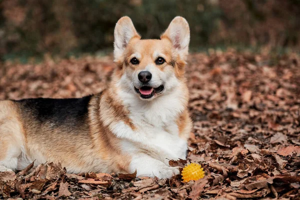 Pembroke Tricolor Welsh Corgi Fekszik Erdőben Sárga Száraz Őszi Levelek — Stock Fotó