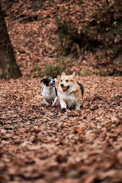 光滑的头发杰克罗素特里埃和迷人的年轻威尔士科奇彭布罗克三色旗贯穿秋天的森林 两个英国品种的猎狗和牧羊犬一起玩耍 — 图库照片