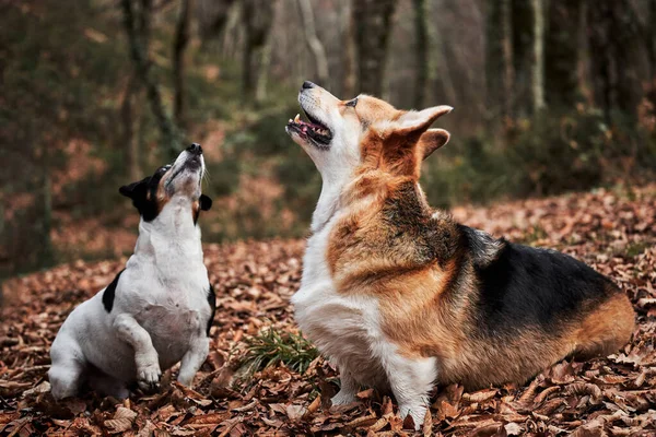 Preto Branco Cabelos Lisos Jack Russell Terrier Encantador Jovem Corgi — Fotografia de Stock