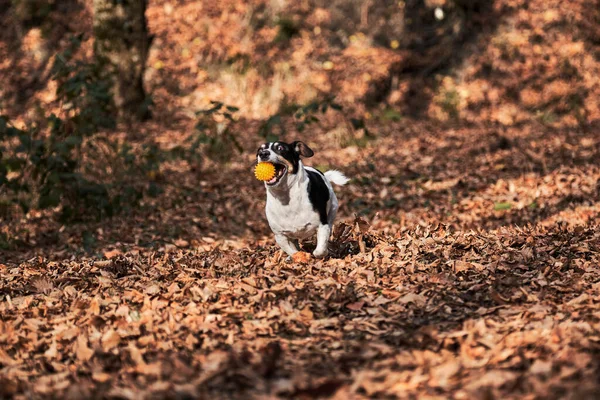 Der Schwarz Weiße Glatthaarige Jack Russell Terrier Läuft Schnell Durch — Stockfoto