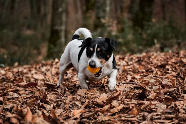 Der Schwarz Weiße Glatthaarige Jack Russell Terrier Läuft Schnell Durch — Stockfoto