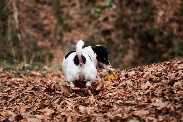 Der Schwarz Weiße Glatthaarige Jack Russell Terrier Läuft Schnell Durch — Stockfoto