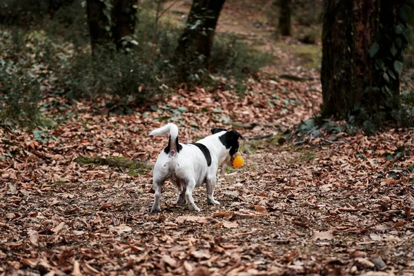 Fekete Fehér Sima Hajú Jack Russell Terrier Gyorsan Fut Erdőn — Stock Fotó