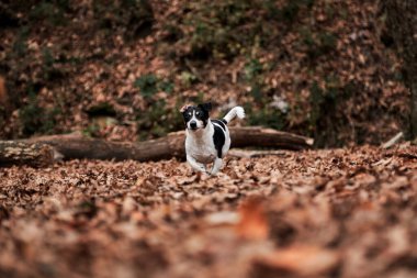 Siyah beyaz saçlı Jack Russell Terrier ormanda hızlı koşar. Sonbahar ormanında Jack Russell 'la yürü. İngiliz kısa bacaklı köpek cinsi avlamak.