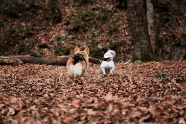 Siyah beyaz saçlı Jack Russell Terrier ve Galli Corgi Pembroke 'un üç renkli renkleri hızla ormanda dolaşır. Sonbahar ormanında iki köpekle yürümek. İngiliz köpek cinsini avlamak ve gütmek.