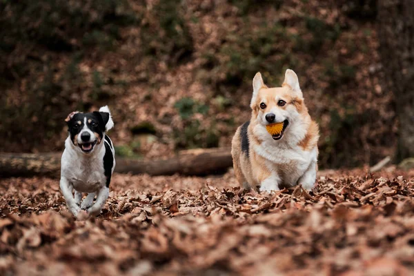 Smooth Haired Jack Russell Terrier Charming Young Welsh Corgi Pembroke — Stock Photo, Image