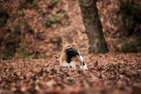 British Queens Hund Blick Auf Die Pelzige Rückseite Des Pembroke — Stockfoto