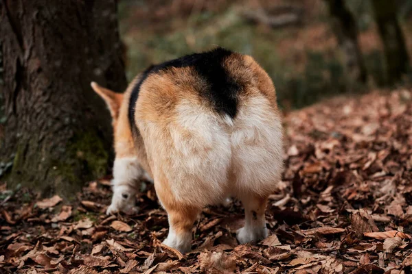 Blick Auf Die Pelzige Rückseite Des Pembroke Tricolor Welsh Corgi — Stockfoto