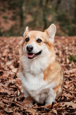 Pembroke Tricolor Galli Corgi sonbaharda sarı yapraklar ve gülücüklerle ormanda oturur. Sevimli küçük İngiliz çoban köpeği. Köpekle ormanda temiz havada yürümek..