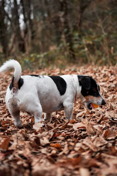 Jack Russell Glatthaarig Geht Durch Den Wald Und Knabbert Gelben — Stockfoto