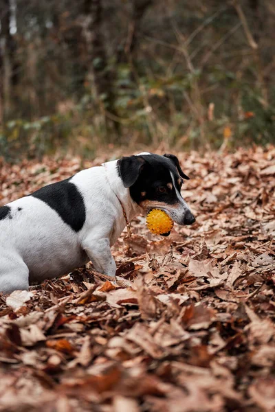 Jack Russell Berjalan Mulus Berambut Hutan Dan Menggigit Pada Bola — Stok Foto