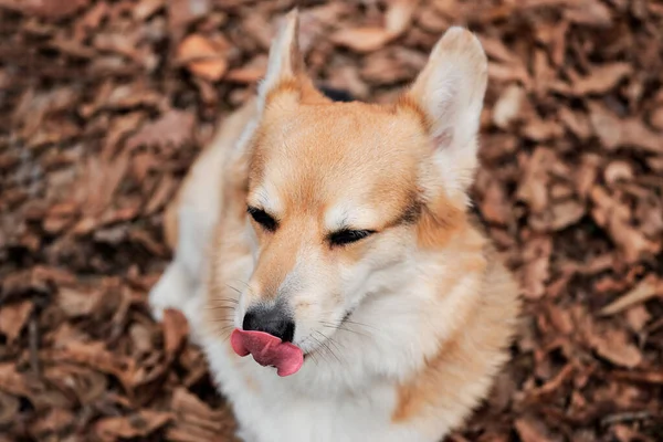 Pembroke Welsh Corgi Tricolor Sitzt Herbstwald Nahaufnahme Porträt Eines Corgis — Stockfoto