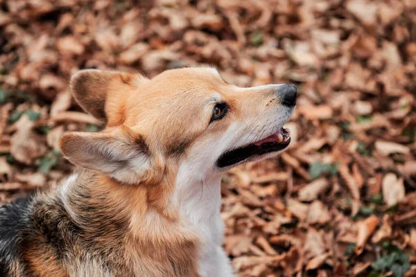 Pembroke Tricolor Welsh Corgi坐在秋天黄叶的树林里 微笑着 迷人的英国牧羊犬在森林里和狗一起在新鲜空气中散步 — 图库照片