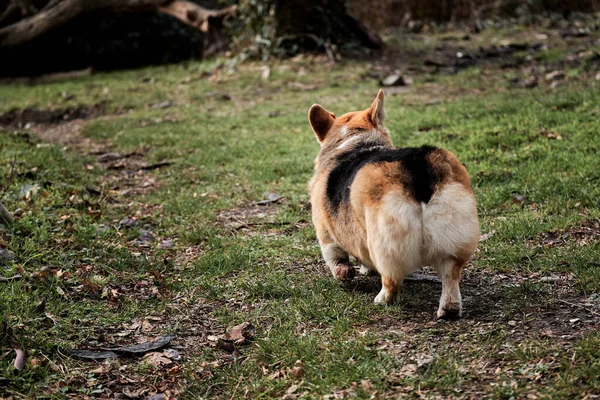 Tricolor Pembroke Welsh Corgi Walks Green Grass Summer Forest Walk — 图库照片