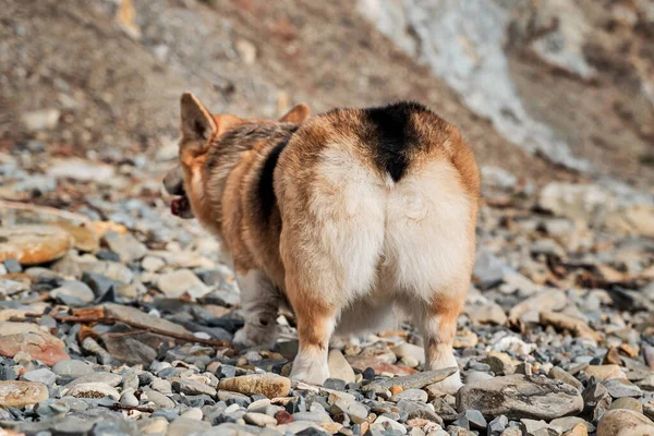 Welsh Corgi Pembroke Tricolor Beach Rear View Furry Butt Charming — Stock Photo, Image