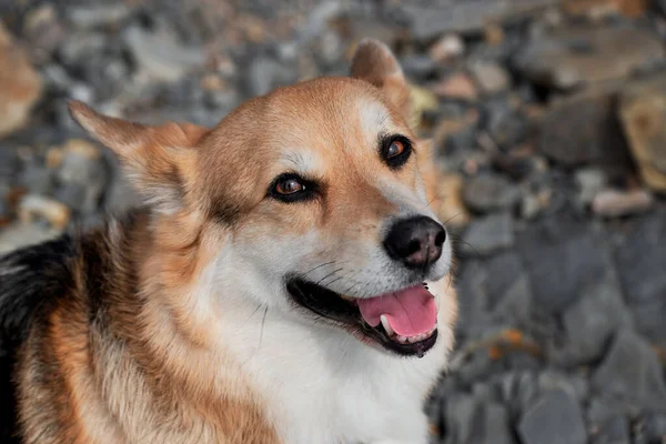 웨일스어 Corgi Pembroke Tricolor Beach Close Portrait 다리가 셰퍼드를 합니다 — 스톡 사진