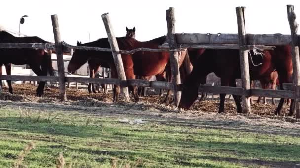 农场宠物的乡村生活 成群的马站在木制围场后面吃干草 马场城外农场篱笆后面有许多马驹和马驹 — 图库视频影像