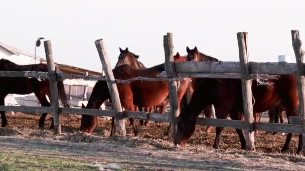 Vida Rural Las Mascotas Granja Manada Caballos Está Detrás Paddock — Vídeos de Stock