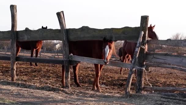 頭に白い斑点のある美しい大人の茶色の馬は 木製の柵の後ろに立っており 慎重に先を見てください 魅力的なサラブレッドレッド スタリオン 馬飼育場 — ストック動画