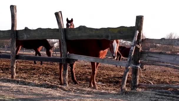 Belo Cavalo Marrom Adulto Com Mancha Branca Cabeça Fica Atrás — Vídeo de Stock