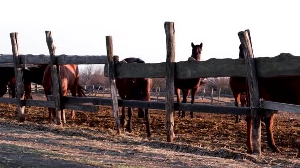 Rodina Hnědých Plnokrevníků Stojí Dřevěným Plotem Při Západu Slunce Suché — Stock video