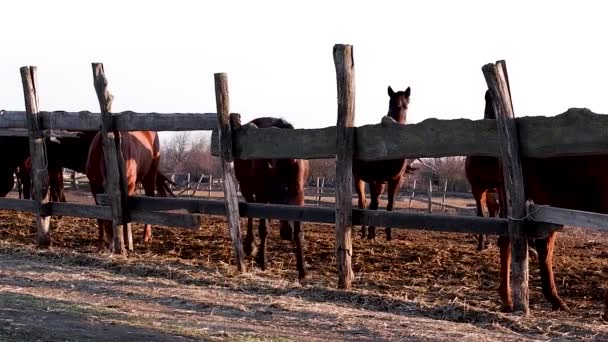 Une Famille Pur Sang Bruns Tient Derrière Une Clôture Bois — Video