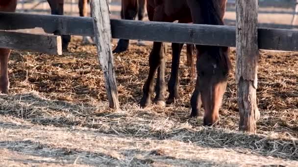 Красивая Темно Коричневая Лошадь Роскошной Гривой Стоит Деревянным Забором Ест — стоковое видео