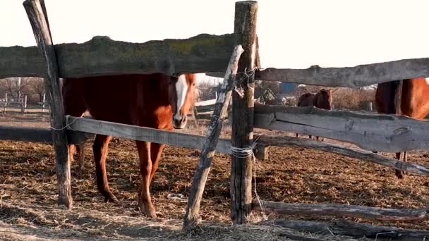 Kafasında Beyaz Nokta Olan Güzel Kahverengi Ahşap Çitin Arkasında Duruyor — Stok video