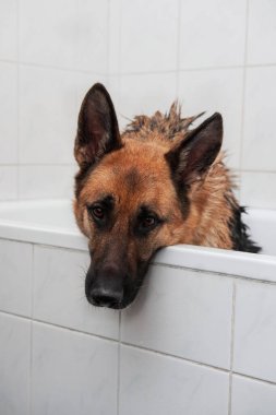 Evde tımarcı köpek var. Üzgün ıslak çoban banyoda oturur ve şampuanla yıkanmayı bekler. Alman çoban köpeğini yıkamak ve onunla ilgilenmek..