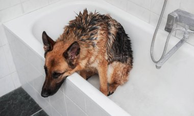 Evde tımarcı köpek var. Üzgün ıslak çoban banyoda oturur ve şampuanla yıkanmayı bekler. Alman çoban köpeğini yıkamak ve onunla ilgilenmek..