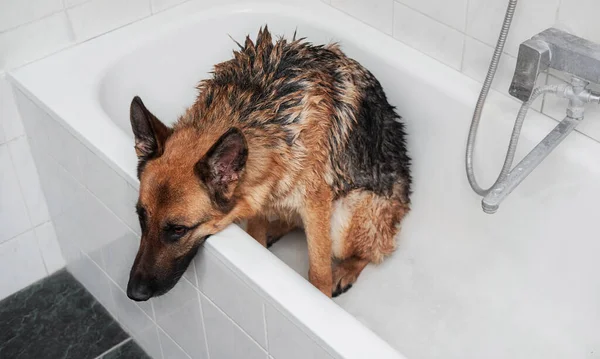 Grooming dog at home. Sad wet Shepherd sits in bath and waits to be washed with shampoo. Washing and caring for German Shepherd dog in bathroom.