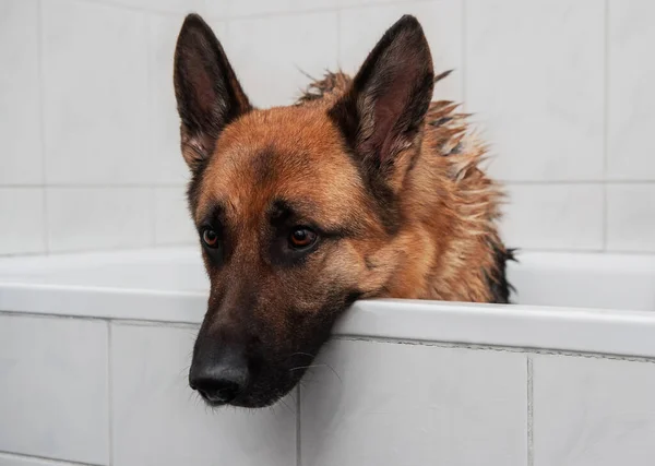 Grooming dog at home. Sad wet Shepherd sits in bath and waits to be washed with shampoo. Washing and caring for German Shepherd dog in bathroom.