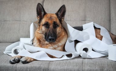 Alman çoban köpeği tuvalet kağıdına sarılı gri koltukta yatıyor. Köpek evde yalnız bırakıldığında biraz şımardı ve birkaç rulo tuvalet kağıdı yedi. Hüzünlü gözlerle büyüleyici suçlu hayvan.