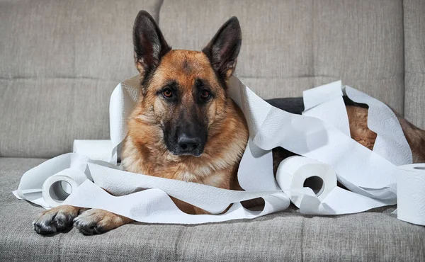 Alman çoban köpeği tuvalet kağıdına sarılı gri koltukta yatıyor. Köpek evde yalnız bırakıldığında biraz şımardı ve birkaç rulo tuvalet kağıdı yedi. Hüzünlü gözlerle büyüleyici suçlu hayvan.