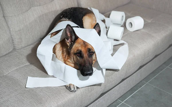 Alman çoban köpeği tuvalet kağıdına sarılı gri koltukta yatıyor. Köpek evde yalnız bırakıldığında biraz şımardı ve birkaç rulo tuvalet kağıdı yedi. Hüzünlü gözlerle büyüleyici suçlu hayvan.