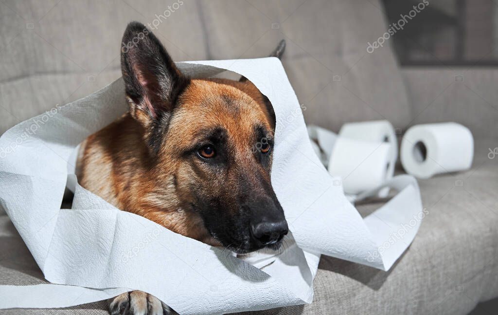 German Shepherd is lying on grey sofa wrapped in toilet paper. Dog indulged little when left alone at home and ate several rolls of toilet paper. Charming guilty pet with sad eyes.