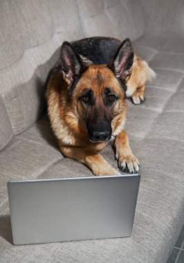Alman kurdu gümüş dizüstü bilgisayarla kanepede yatar ve akıllı görünmeye çalışır. Büyüleyici bir işçi evinde uzanıyor ve işini yapıyor. Uzaktan çalışmada yaratıcı köpek çevrimiçi.